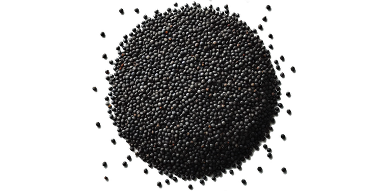 Čierna horčica 
  (cena za kilo)